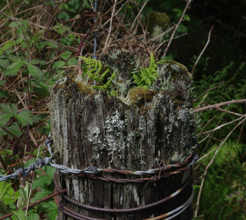 wild-e-eep - Fresh Ferns #FencepostOfTheWeek