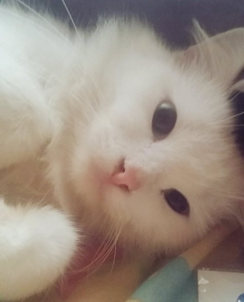littlestpersimmon:My cat, Legolas, has these big round pupils ◉...
