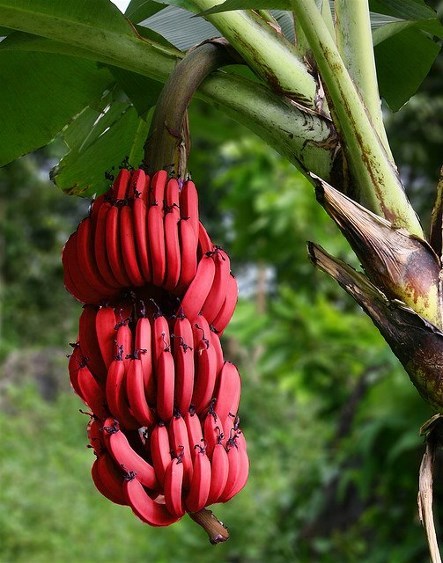 csmitty4u - sixpenceee - Red bananas, also known as Red Dacca...