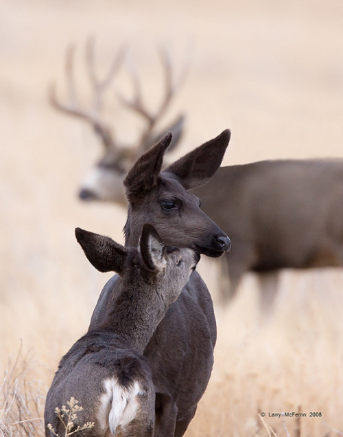 thingswithantlers - Melanistic Mule Deer Doe and Fawn by Larry...