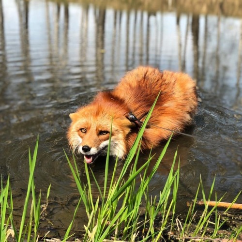 everythingfox - What kind of fish is this?