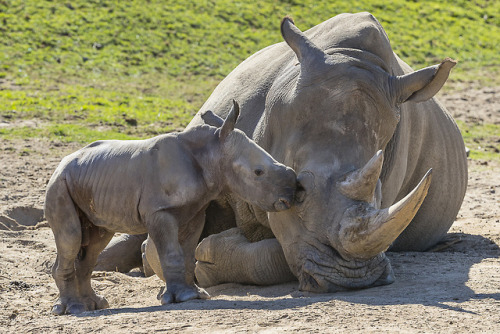 sdzoo - When a rhino goes into labor, keepers enact a 24-hour...