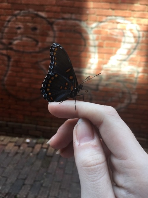 plantparenthood - red spotted purple butterfly