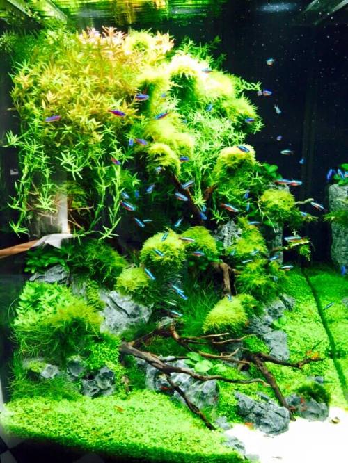 aquarium44:By Aquascaping-Symphony (Facebook link in the source)