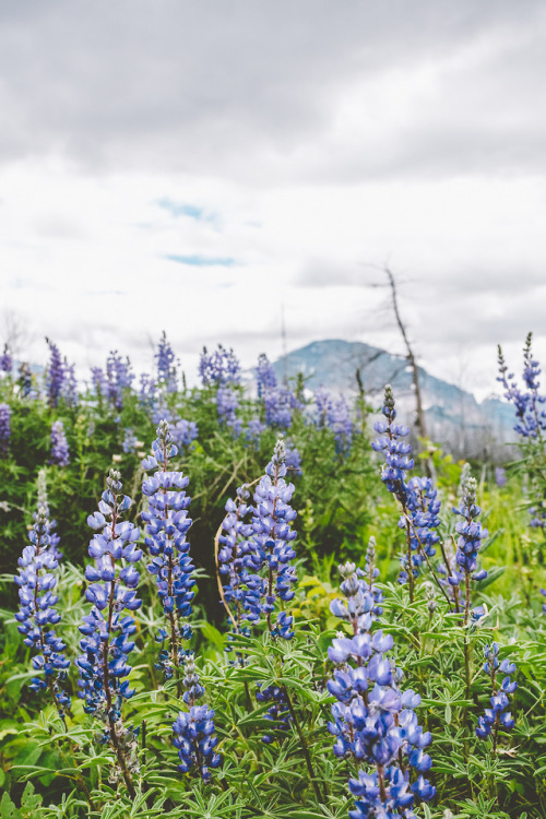 adm-kng - Montana Wildflowers | instagram | prints