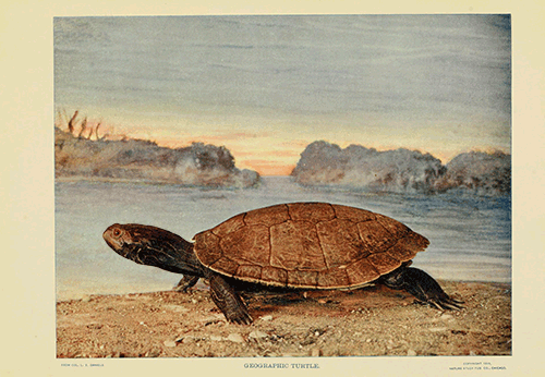smithsonianlibraries - Some weeks I’m like…Turtle from the “and...