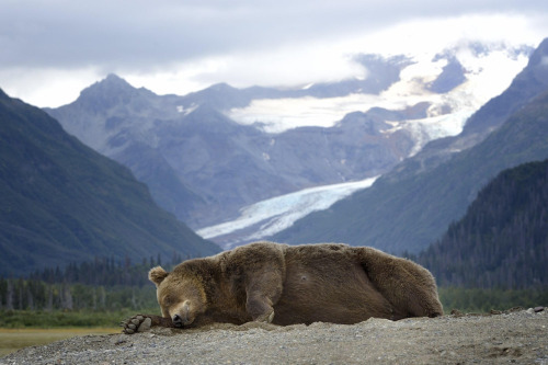 leeeopanda - nubbsgalore - napping bear. or, melodramatic thespian...
