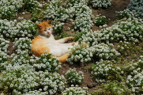love:Cat from Kennedy Park in Lima, Peru (via vsco.co)