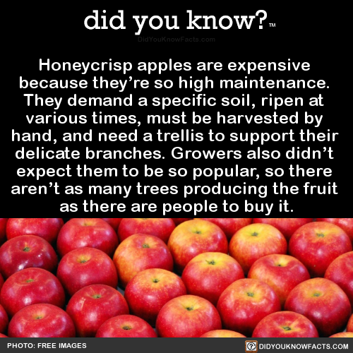honeycrisp-apples-are-expensive-because-theyre