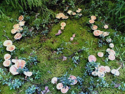 thewiccanwonders - I’d love to find a fairy ring one day. I’d...