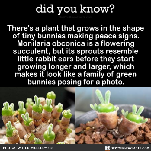 theres-a-plant-that-grows-in-the-shape-of-tiny