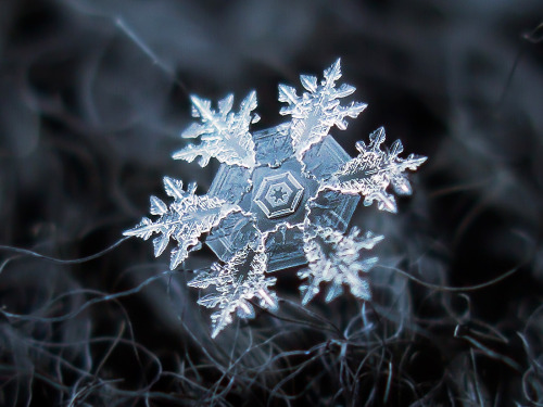 inkxlenses - Snowflake Macro Photography | by Alexey Kljatov