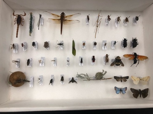 buggirl - Grading the collections is always a fun day. Here are...