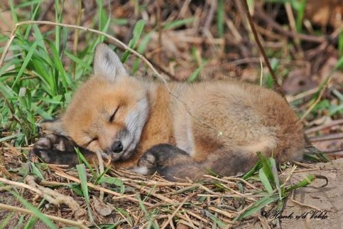 everythingfox - Cute baby foxAw, a fox pup. So cute!