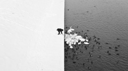 impetuousss - A man feeding swans and ducks from a snowy river...