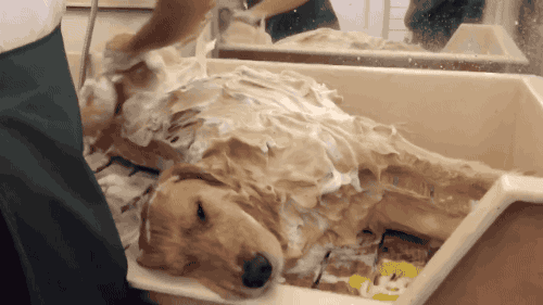 gifsboom - Cutest dog bath. [video][Golden PetStore]