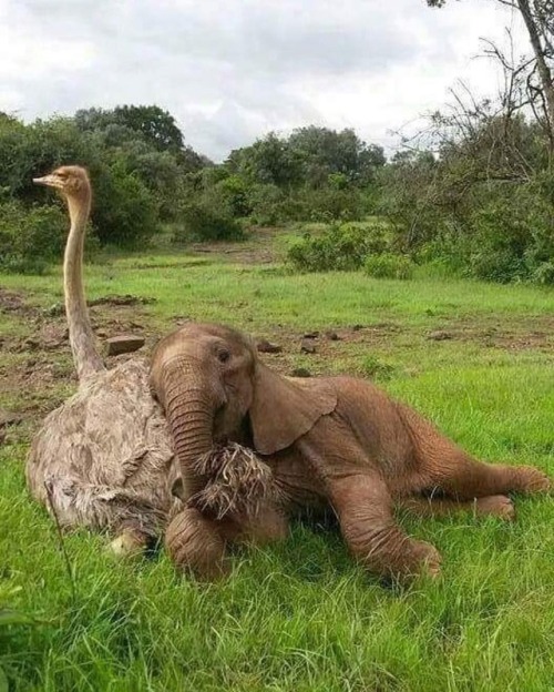awwww-cute:Ostrich make good pillows (Source:...