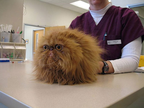 awesome-picz - Cats Who Just Realized You Took Them To The Vet