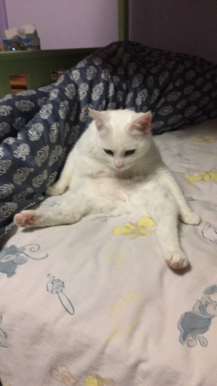 derpycats - Biscuit sits like a person