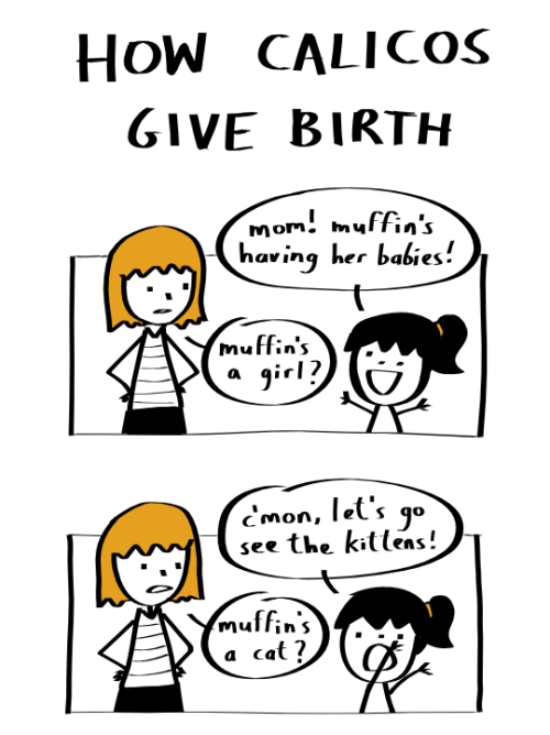 smilingribs:How Calicos Give Birth. Based on a dream my...
