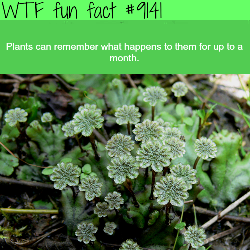 Fun Fact Of The Day-Saturday September 22nd 2018 Tumblr_pfff8lVNWX1roqv59o1_500