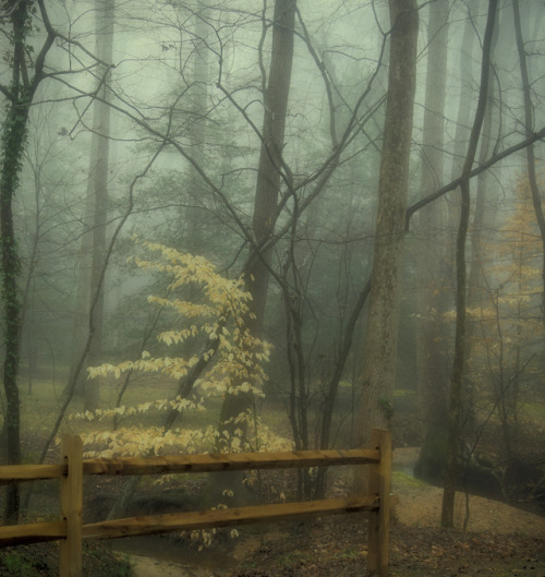 wynndy - Foggy morning in the fall.  Image made with my trusty...