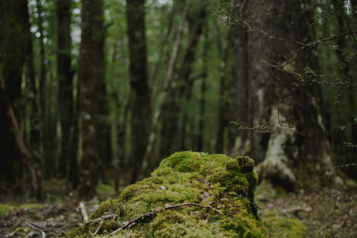 photographybywiebke:Details of an old forest, New Zealand