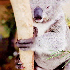 dailygiffing - Video - Butterfly takes over Koala Joey’s...