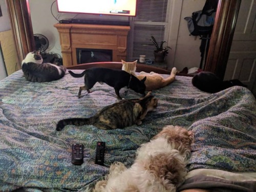 Why yes, that is 6 animals in our bed…#dogs #cats...