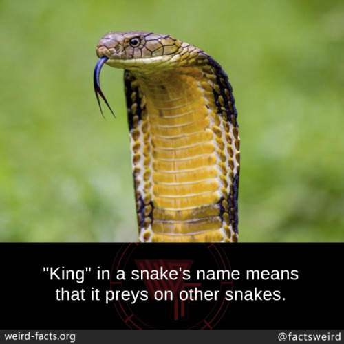 mindblowingfactz - King in a snake’s name means that it preys on...