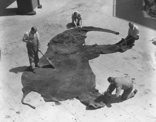 historicaltimes - Museum staff cleaning an elephant skin for...