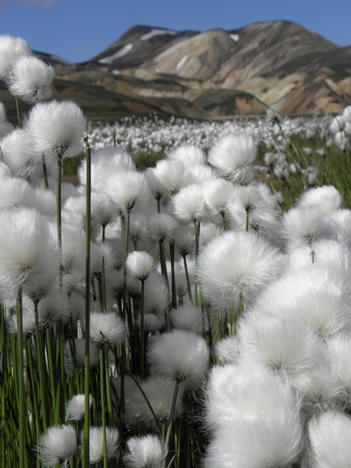 innerbohemienne - Cotton grass (Eriophorum scheuchzeri) in the...