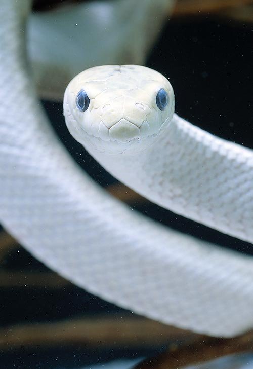 シロヘビの正面画像
