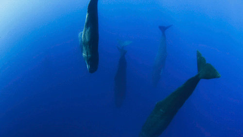 chalkandwater:Sleeping sperm whalesBlue Planet II (Episode 4:...
