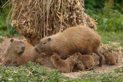 dailycapybara - (via Capybara births after breeding programme at...