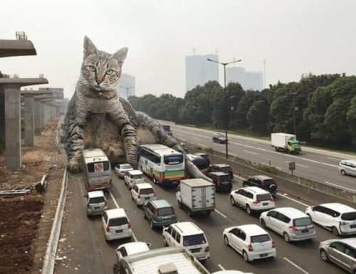 captain-wender - catsbeaversandducks - Catzillas - Giant Cats In...