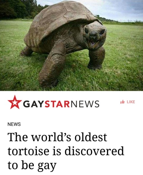 ithelpstodream - The world’s oldest tortoise is in a relationship...