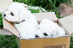 puppygifs - [x] - Bichon Frise Puppies In A Box