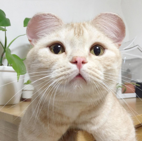 milkeu - https - //www.instagram.com/dooboo_cat/