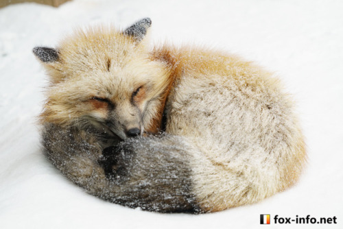 everythingfox - Powdered fox