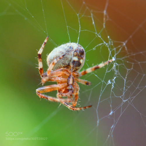 vicariousplacebo - Spider and web…. by kalliopes Source - ...