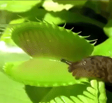 mmmskulljuice - slug - hmmm…plant - *chawmp*slug - ah I see. no...