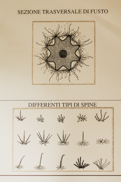 kenmarten - September Spines, Orto Botanico, Bologna.