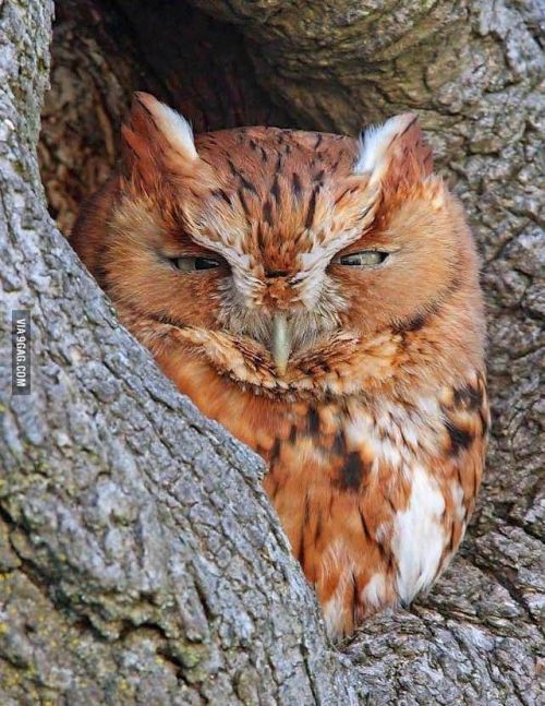 thewightknight - cracktheglasses - redscharlach - Owls who reckon...