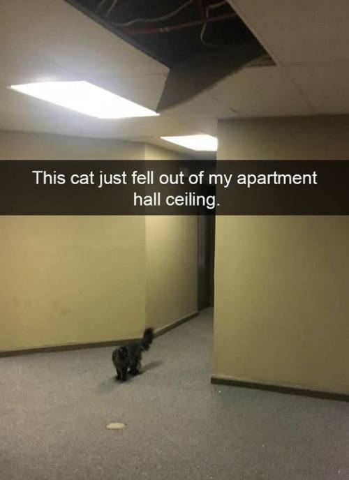 the-haven-of-fiction - thebestoftumbling - Snapcats! Cats are...