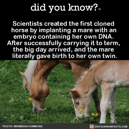 scientists-created-the-first-cloned-horse-by