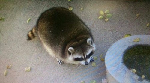 babyanimalgifs - in awe at the size of this lad. absolute unit.