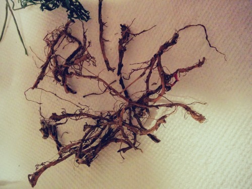 arbutuswitch - Bleeding Heart Root TinctureFirst and foremost, a...