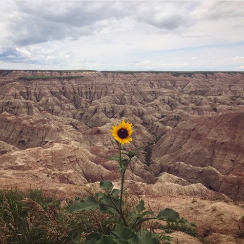 highways-are-liminal-spaces - Sunflower in bloom in Badlands...