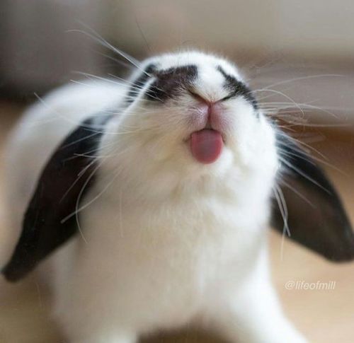 adorable-bunnies:Bunny blep <3